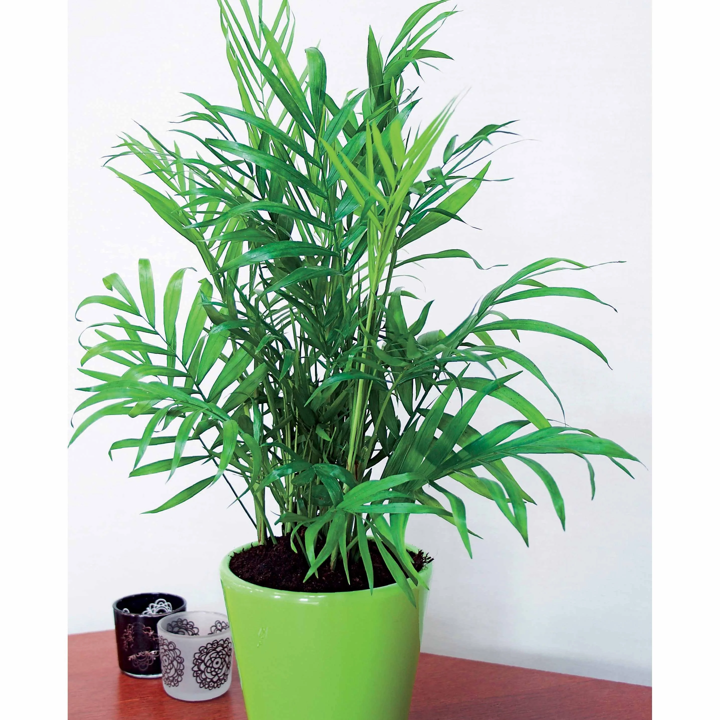 Goudpalm incl. witte sierpot - Image 2