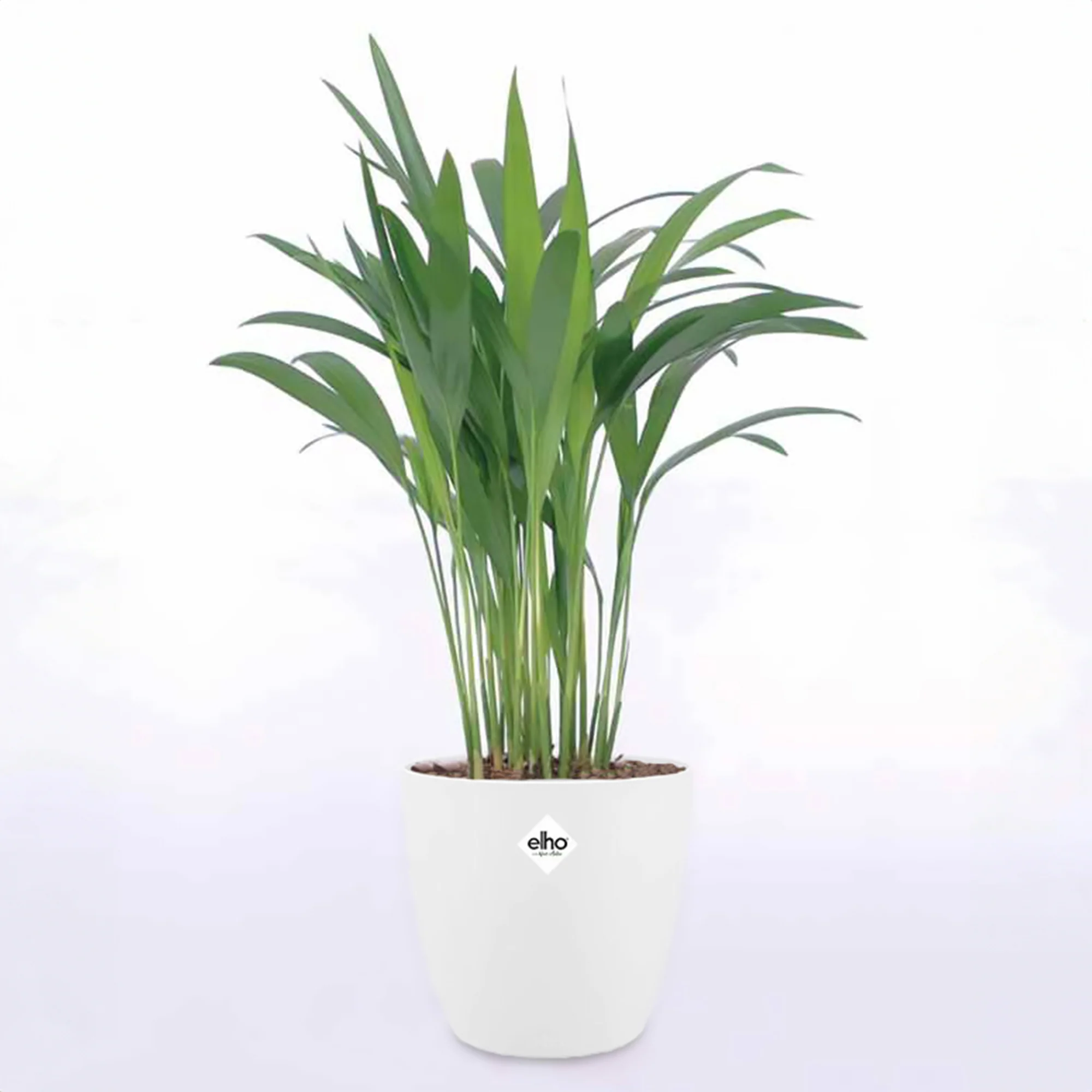 Goudpalm incl. witte sierpot - Image 3