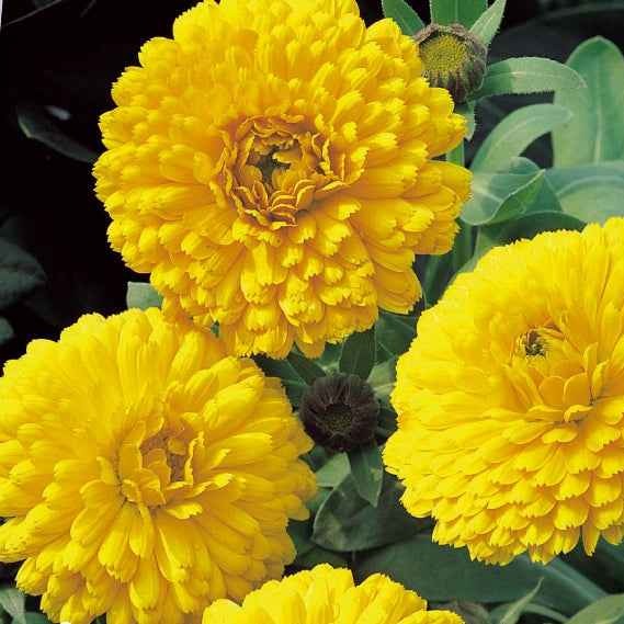 Goudsbloem 'Golden Yellow'