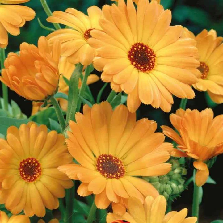 Goudsbloem 'Grand Nova' - BIO