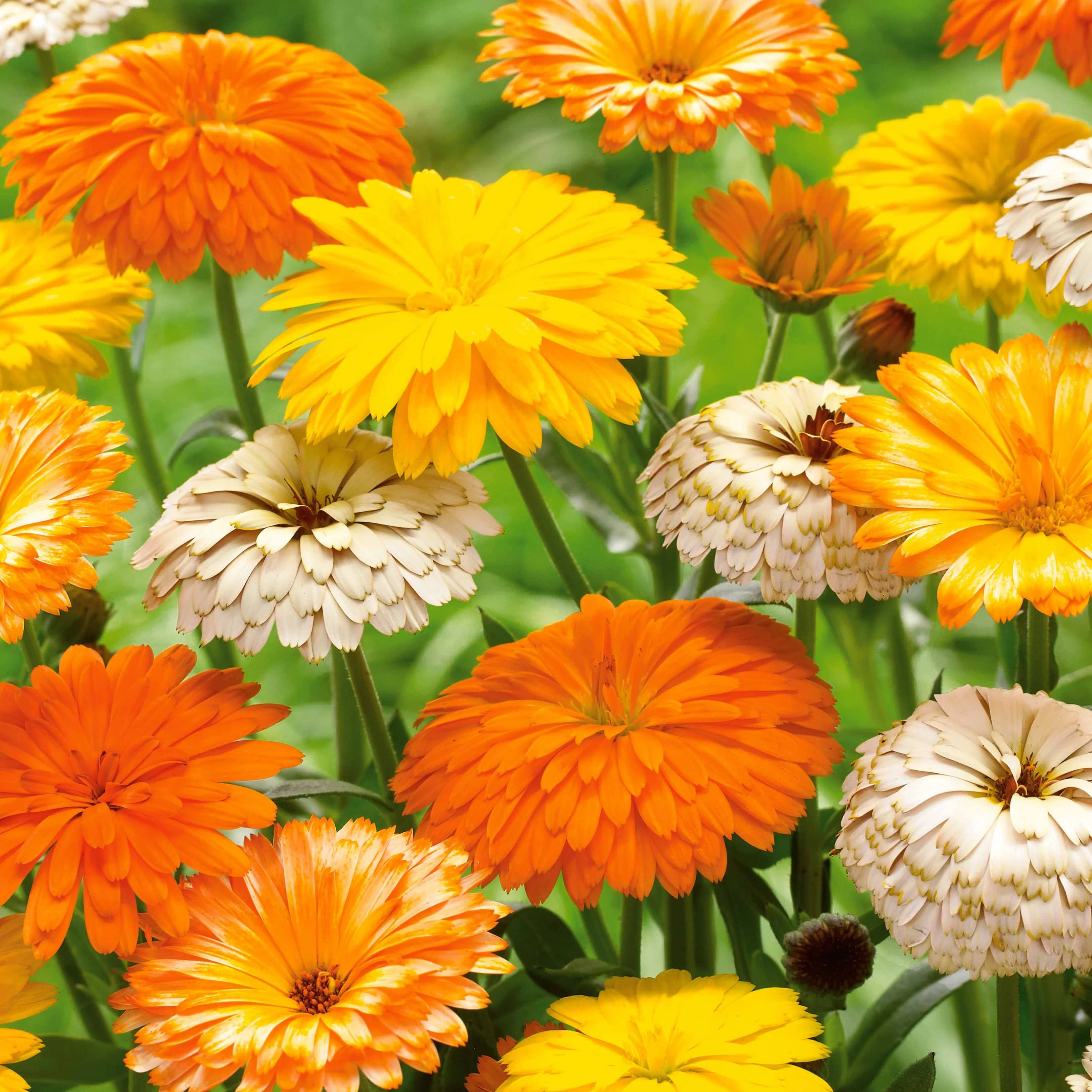 Goudsbloem Mix (x3)