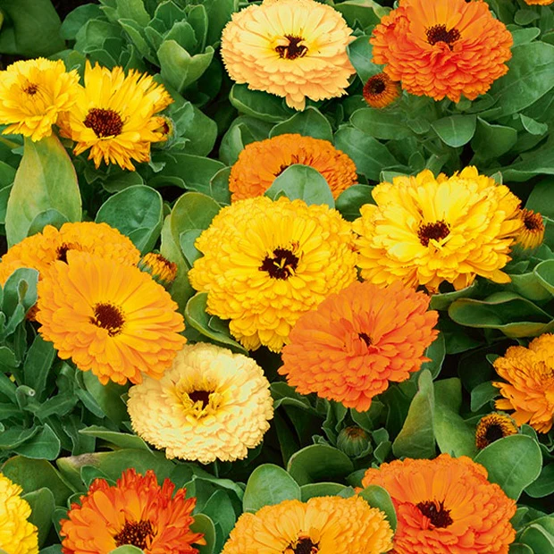 Goudsbloem Mix