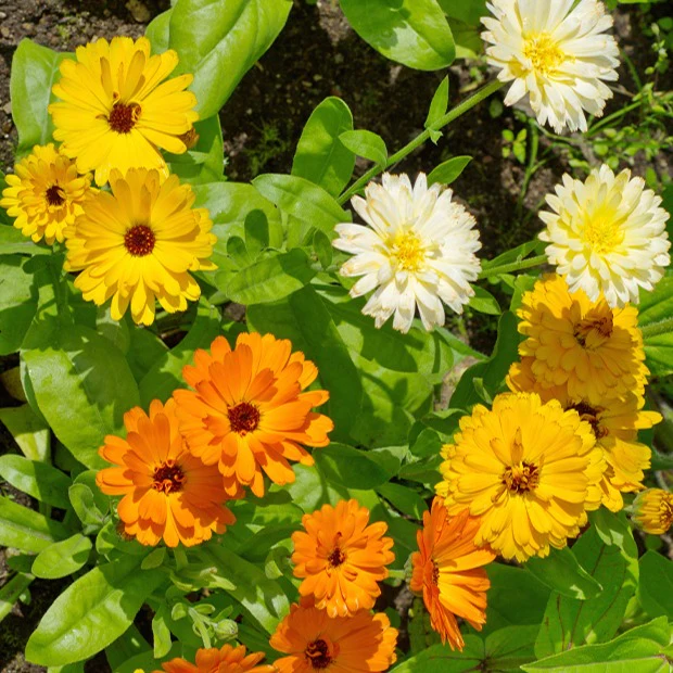 Goudsbloem Mix - Image 2