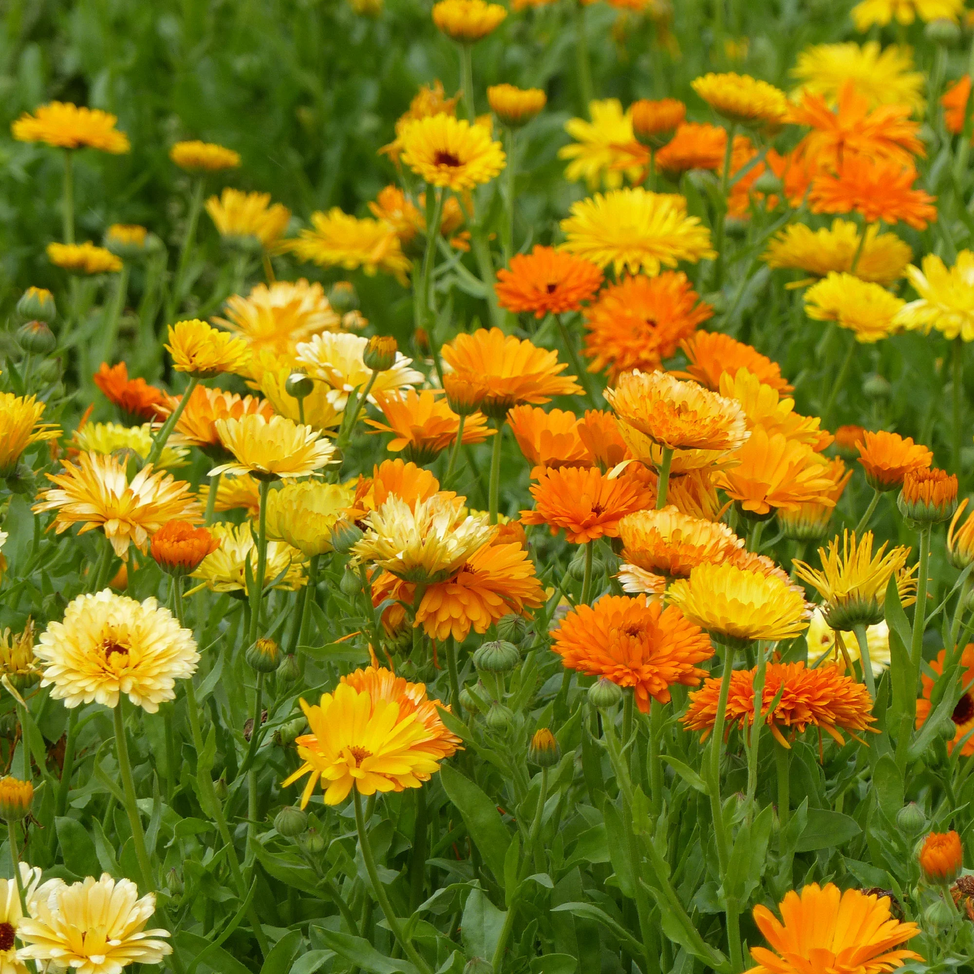 Goudsbloem Mix - Image 3