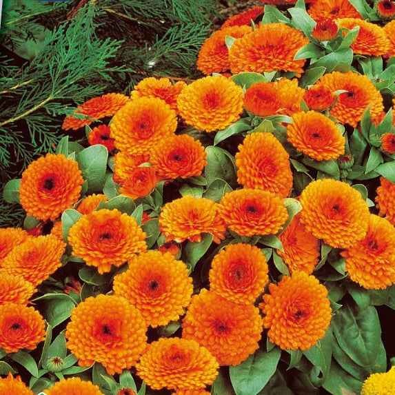 Goudsbloem 'Orange Gitana'