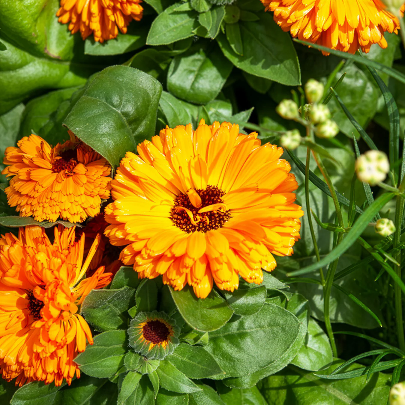 Goudsbloem 'Orange Gitana' - Image 2