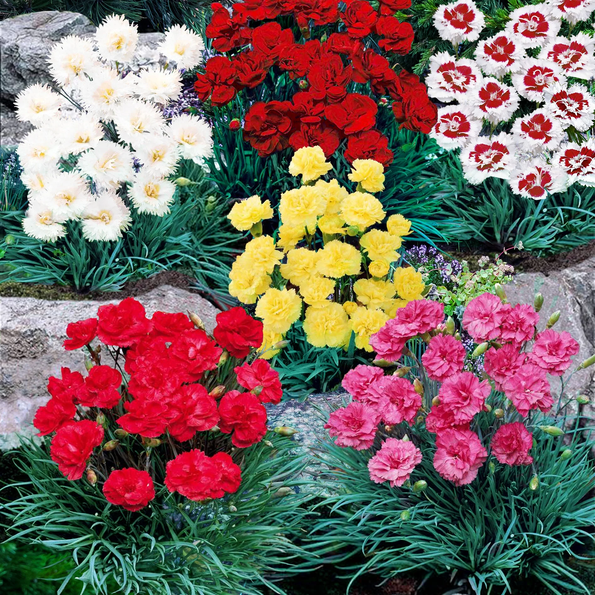 Grasanjer mix 'Fortuna', 'Haytor', 'Alice', 'Desmond' (x6)