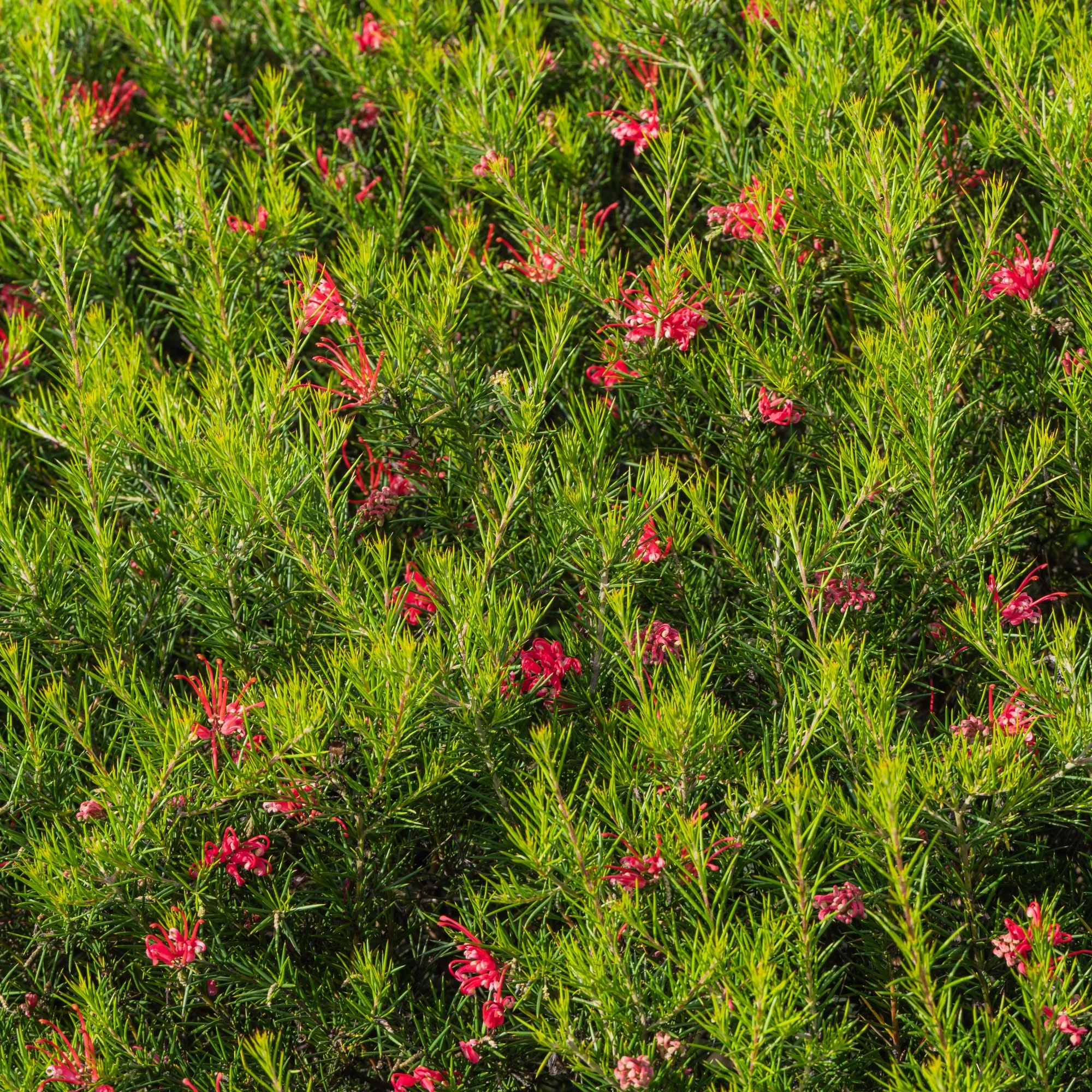 Grevillea met jeneverbessenblad - Image 2