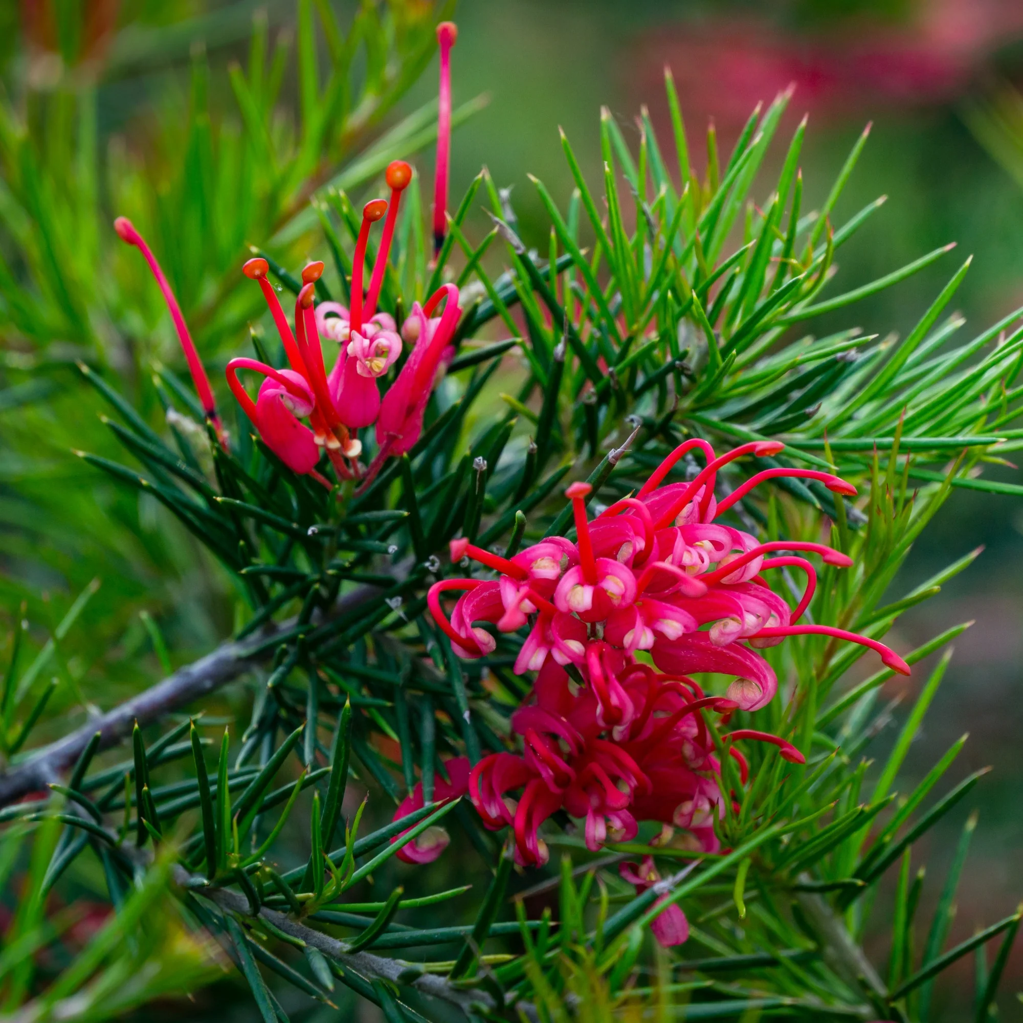 Grevillea met jeneverbessenblad - Image 3