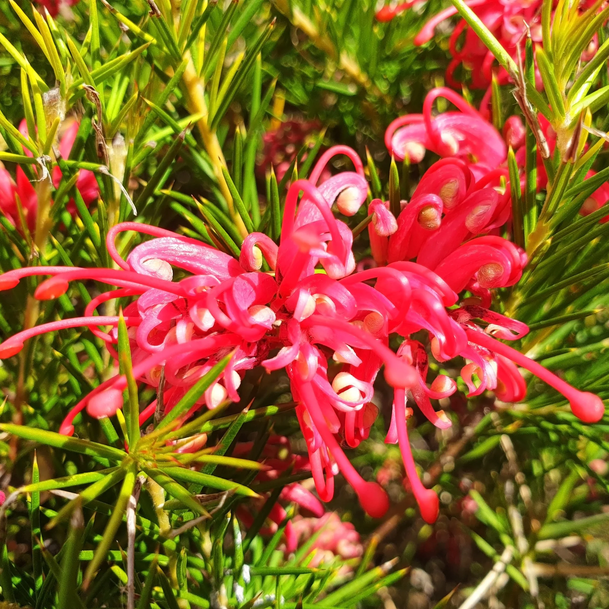 Grevillea met jeneverbessenblad - Image 4