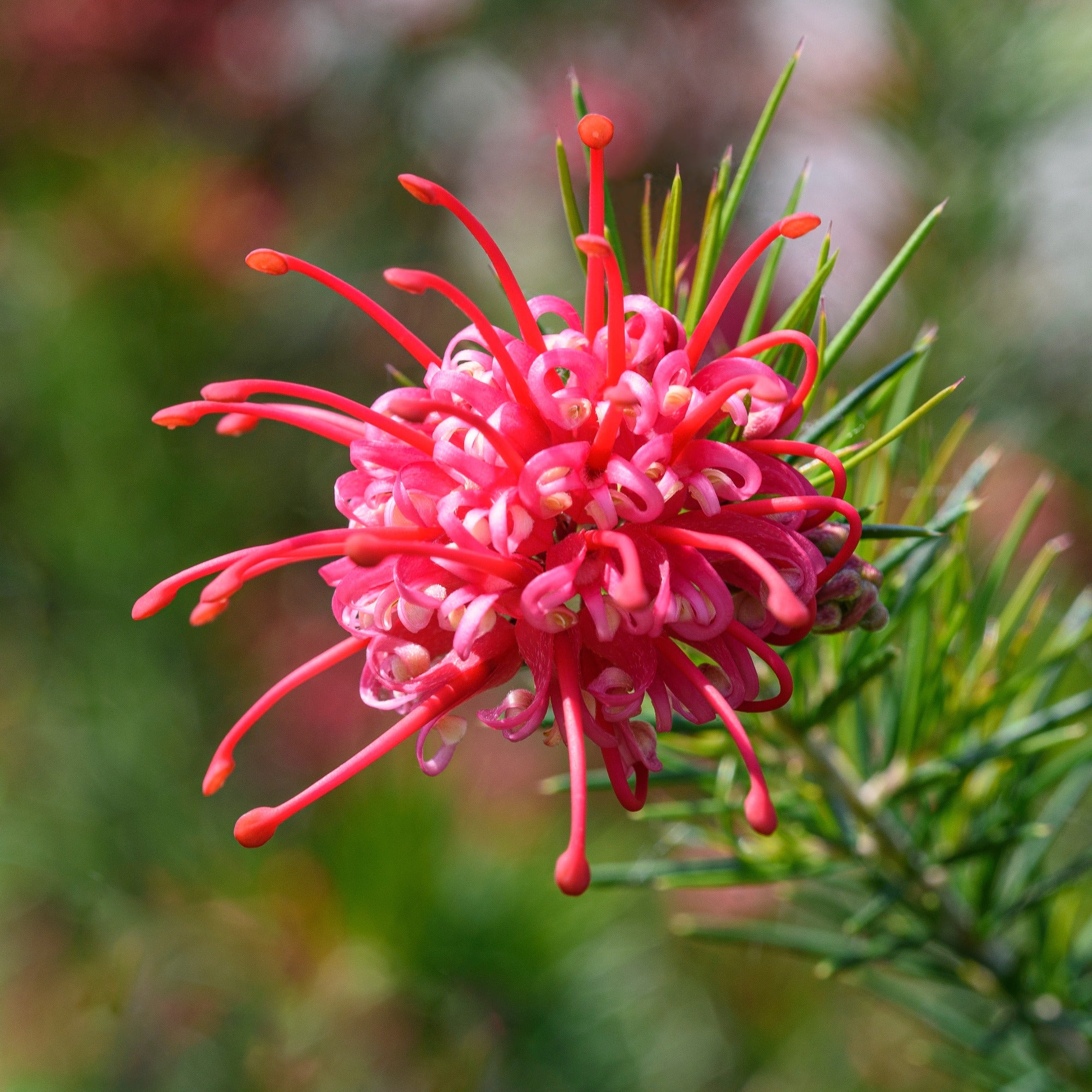 Grevillea met jeneverbessenblad - Image 5