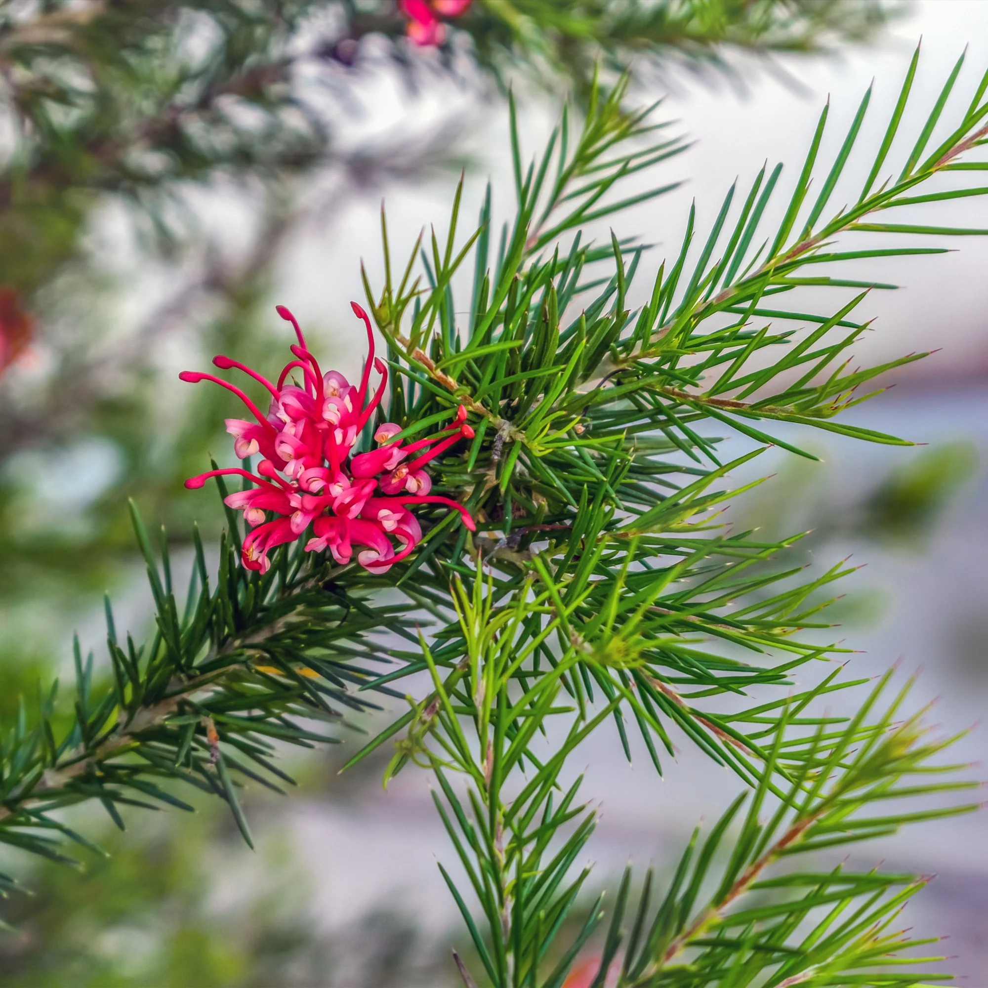 Grevillea met jeneverbessenblad - Image 6