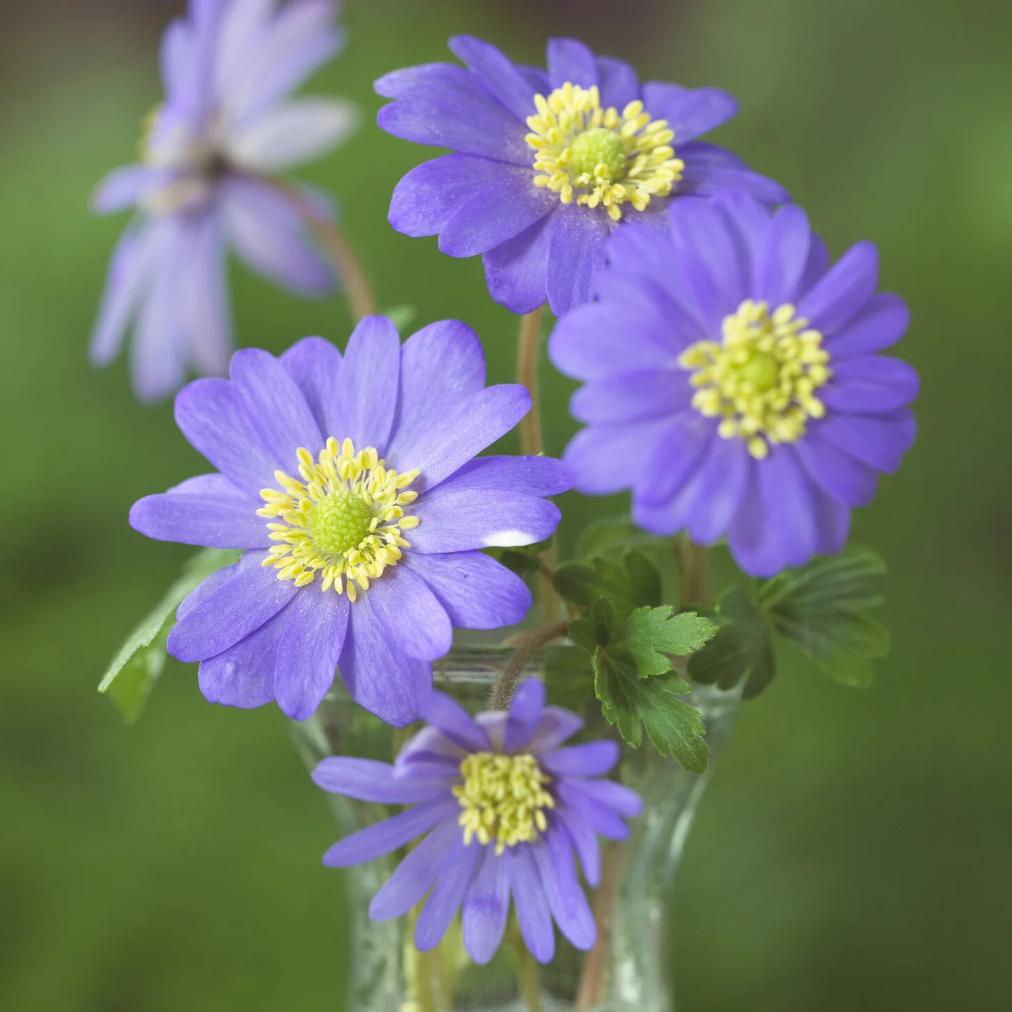 Griekse Anemonen (x20) - Image 3