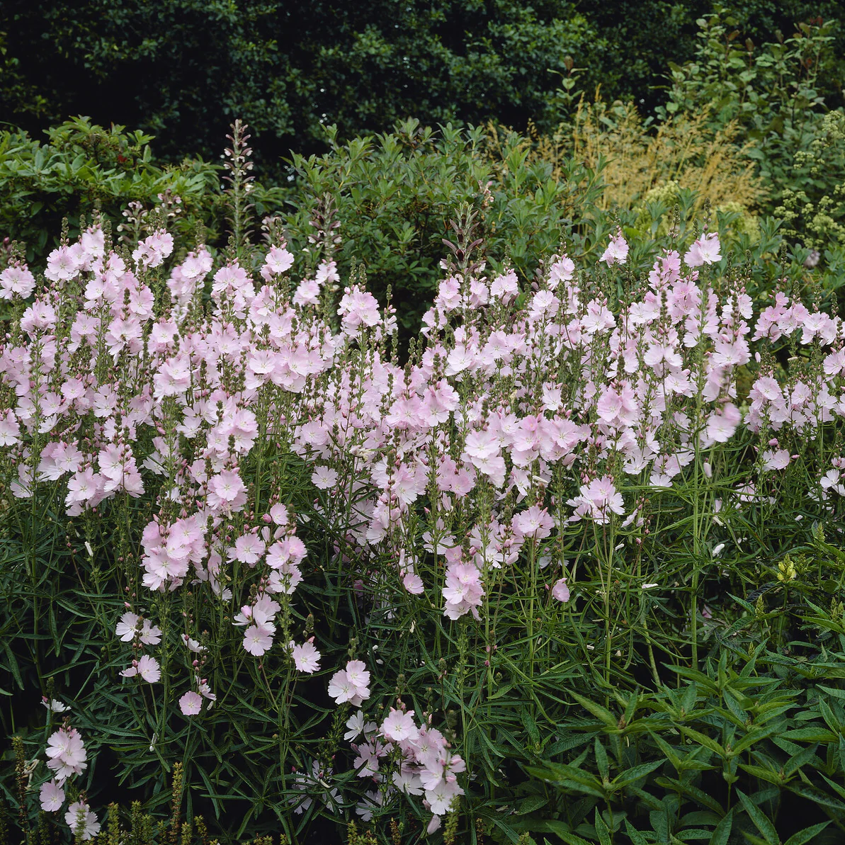 Griekse malva Elsie Heugh - Image 2