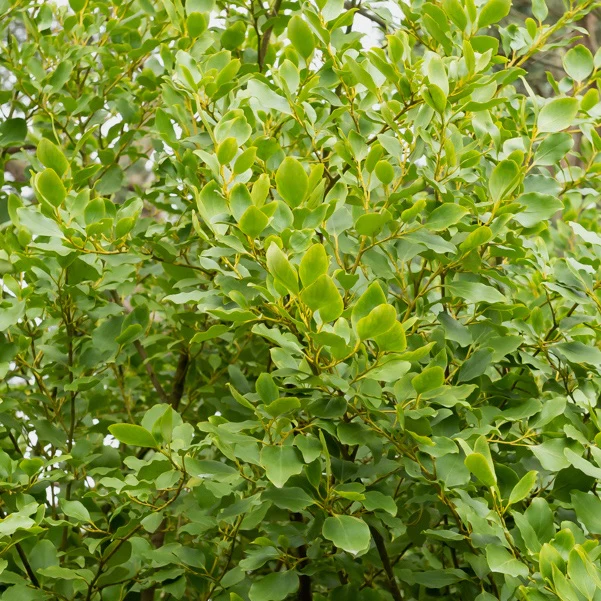 Griselinia littoralis 'Redge' (x3) - Image 2