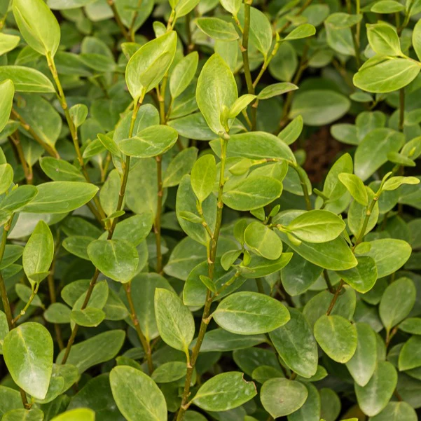 Griselinia 'Lucida' (x3)