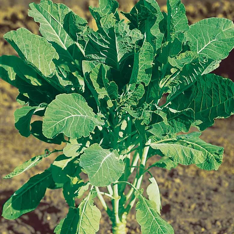 Groene kool - Image 2