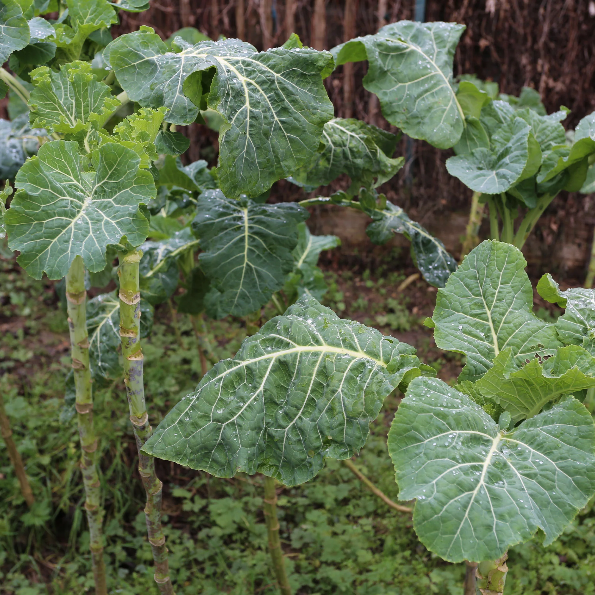 Groene kool - Image 3