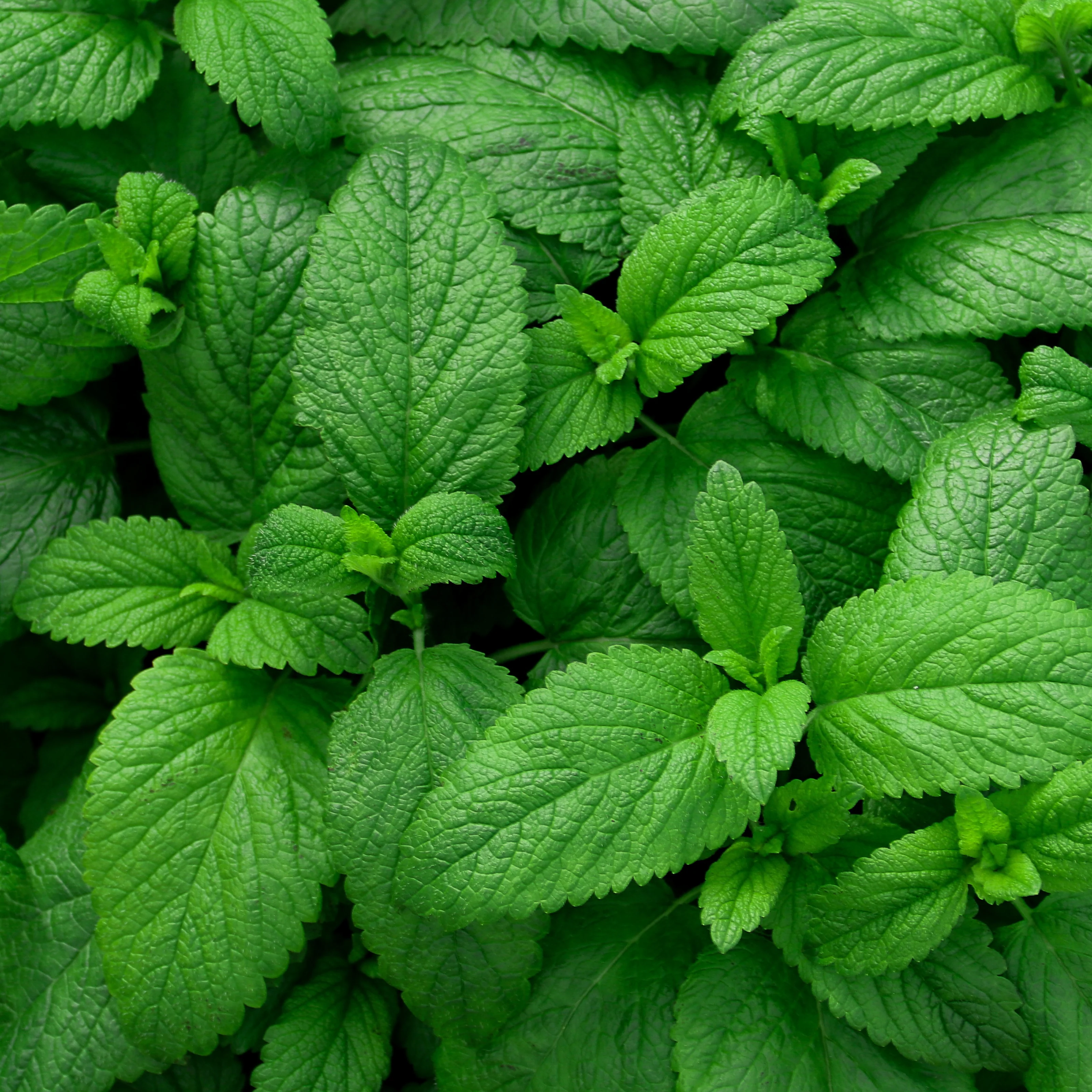 Groene munt