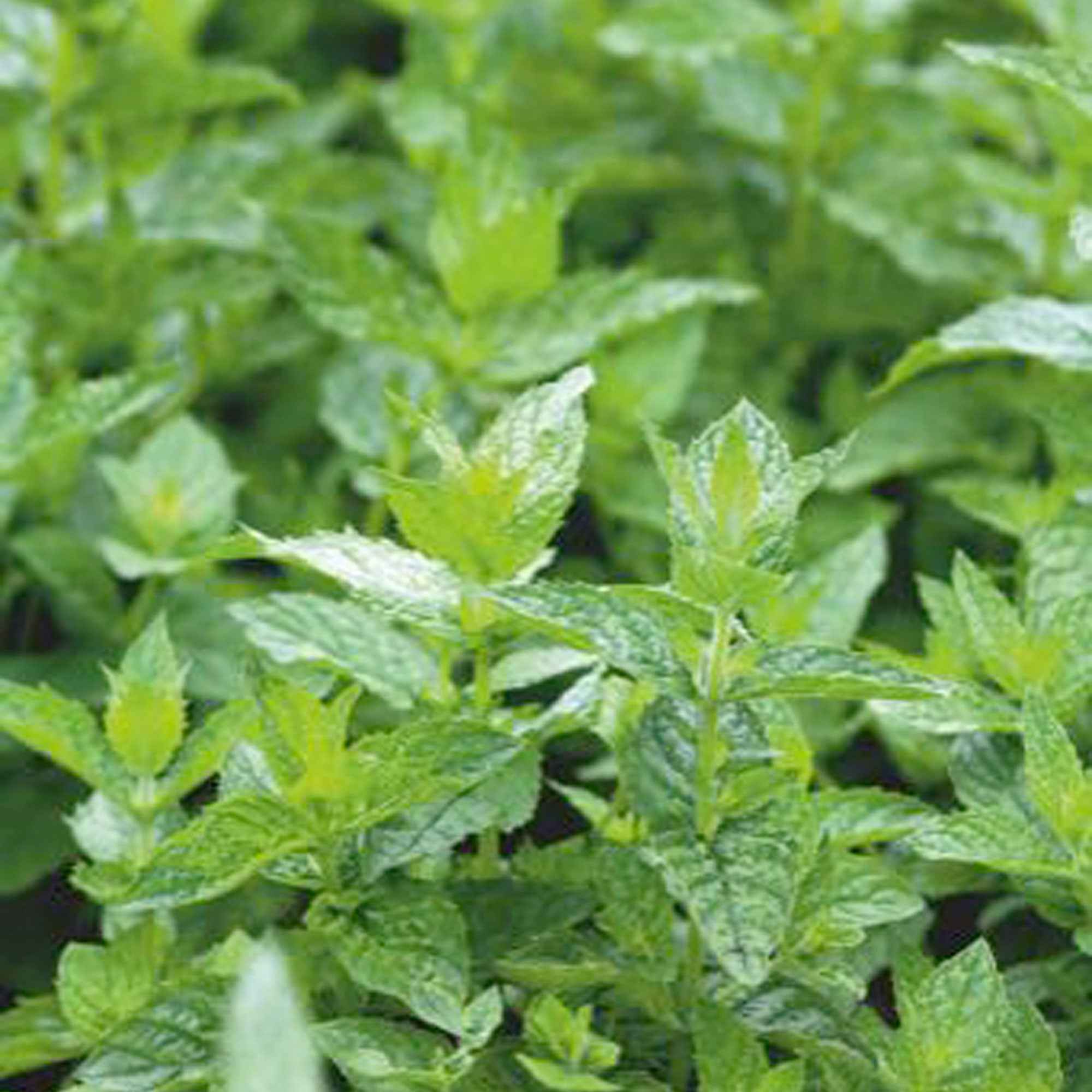 Groene munt - Image 2