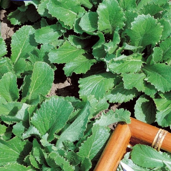 Groene Raapstelen - Image 2