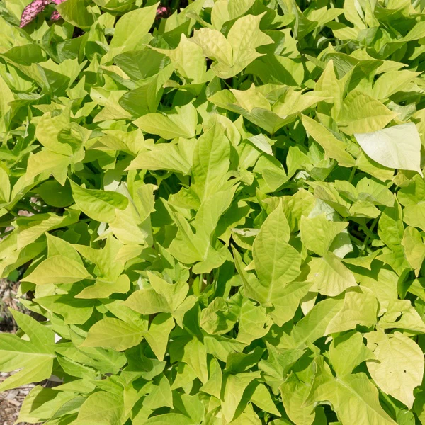 Groene zoete aardappel (x3) - Image 2