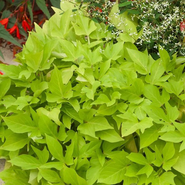 Groene zoete aardappel (x3) - Image 3