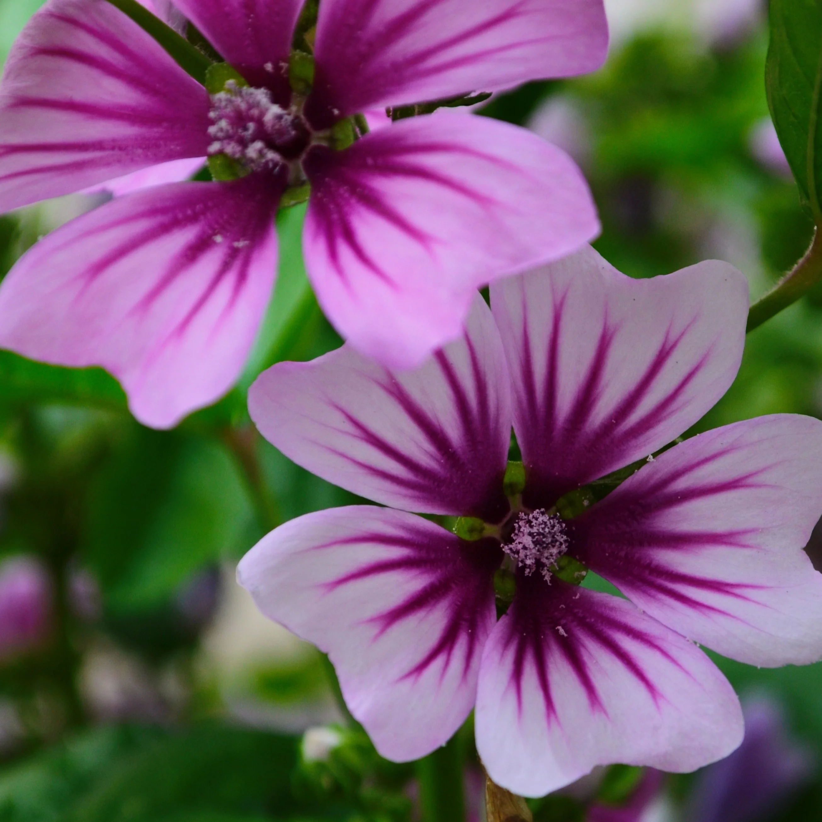 Groot kaasjeskruid 'Zebrina' (x2)