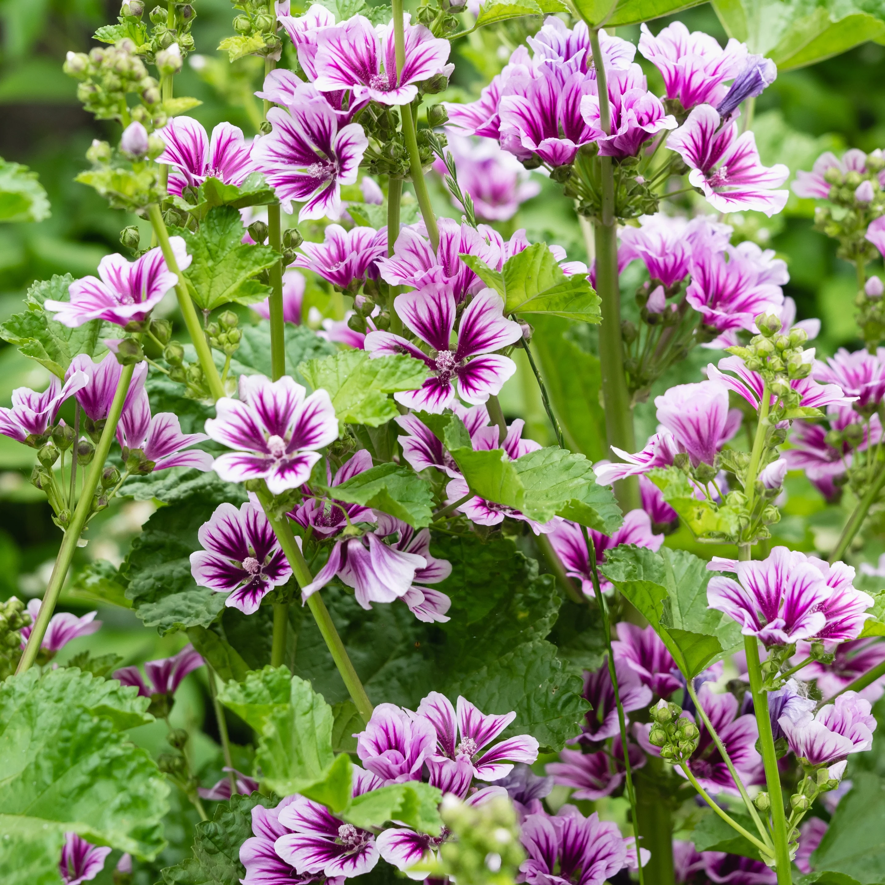 Groot kaasjeskruid 'Zebrina' (x2) - Image 2