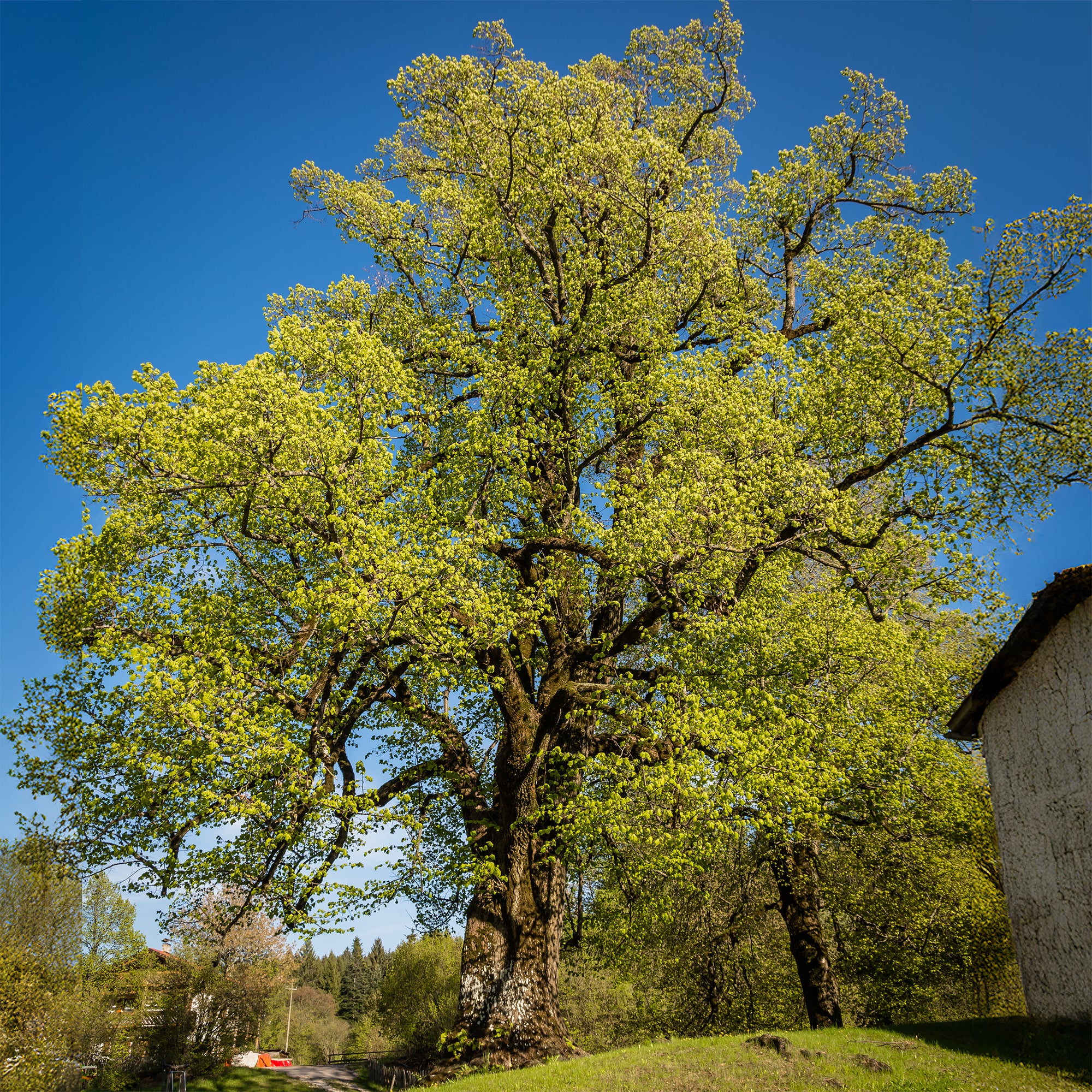 Grootbladige linde - Image 2