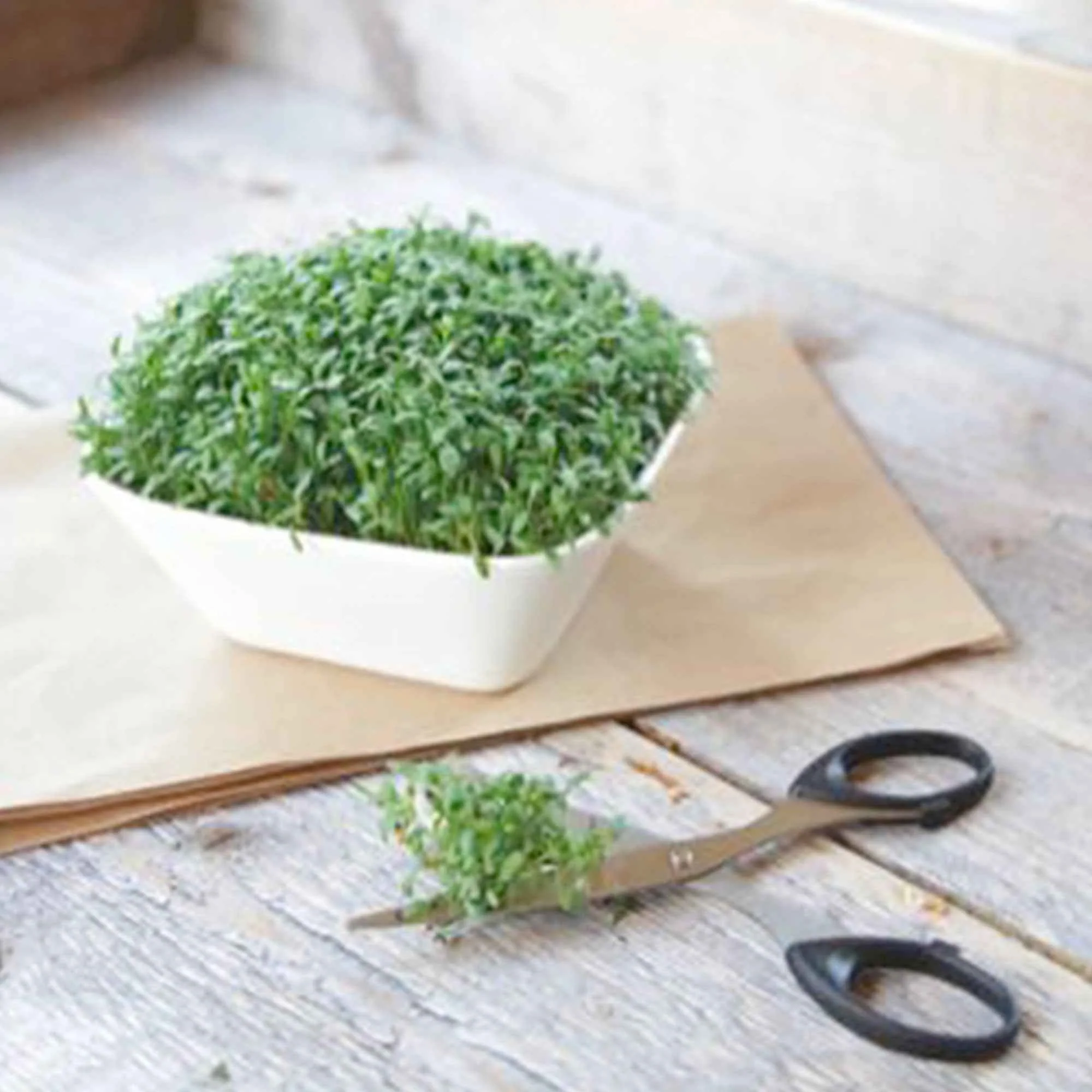 Grootbladige tuinkers