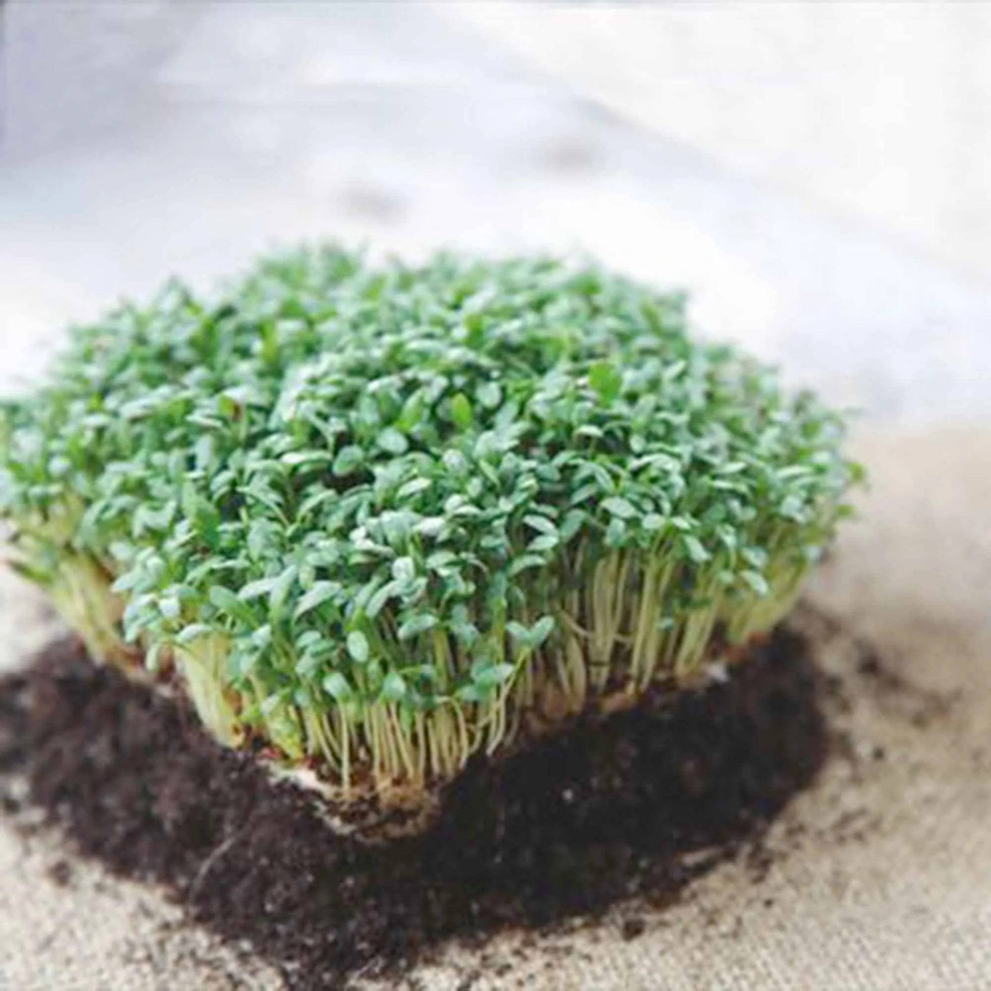 Grootbladige tuinkers - Image 2