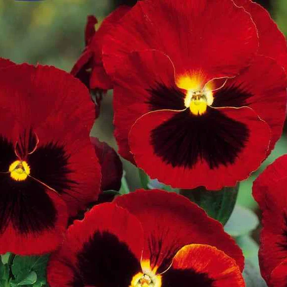 Grootbloemig viooltje 'Alpenglow'