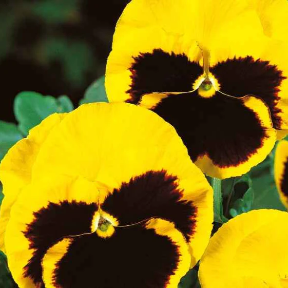 Grootbloemig viooltje 'Rhinegold'