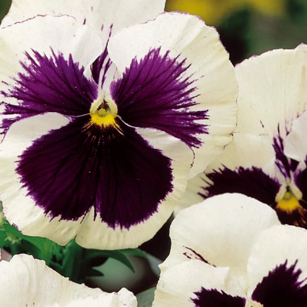 Grootbloemig viooltje 'Silverbride'