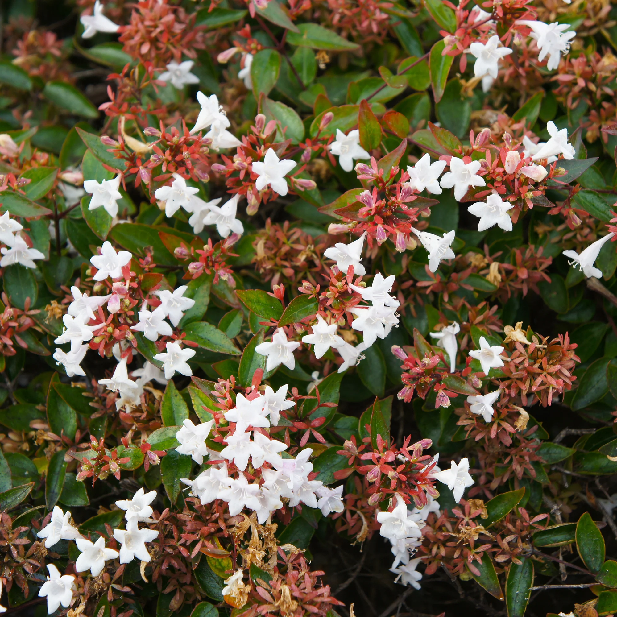Grootbloemige abelia - Image 3