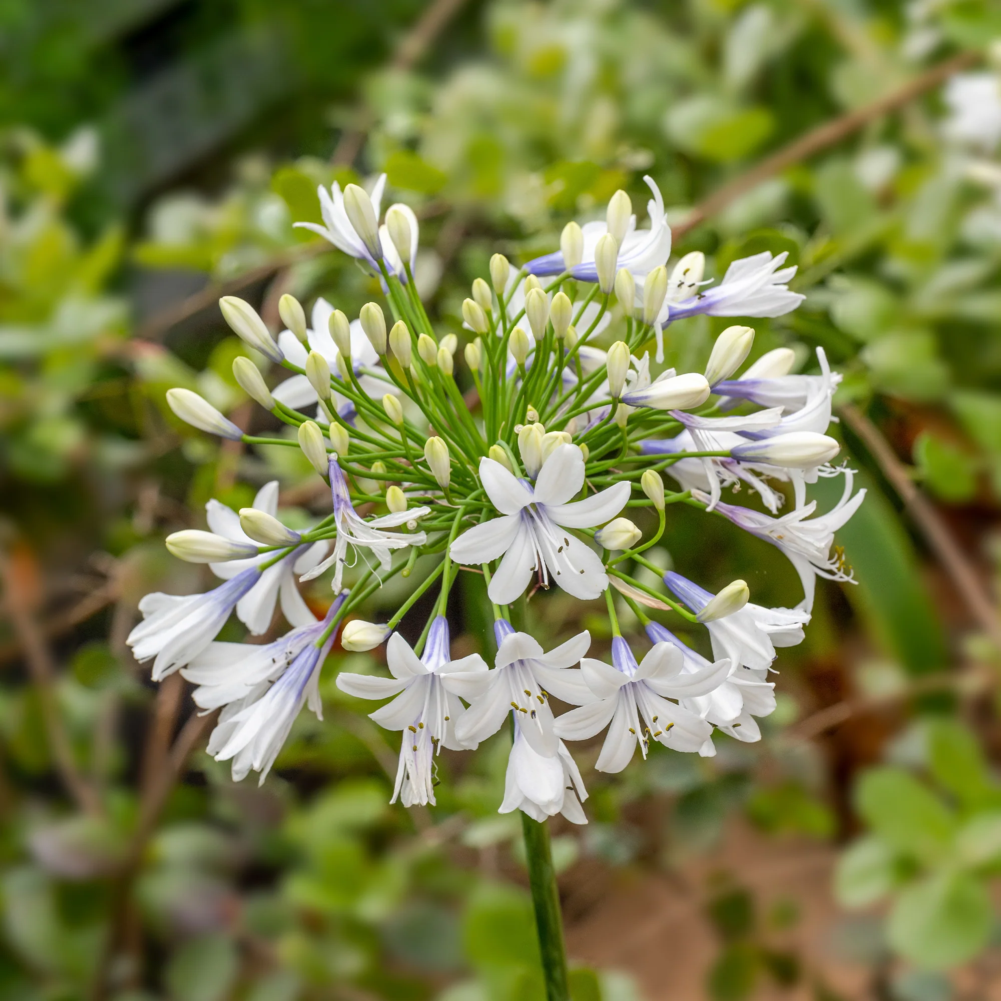 Afrikaanse lelie 'Queen mum' - Image 2