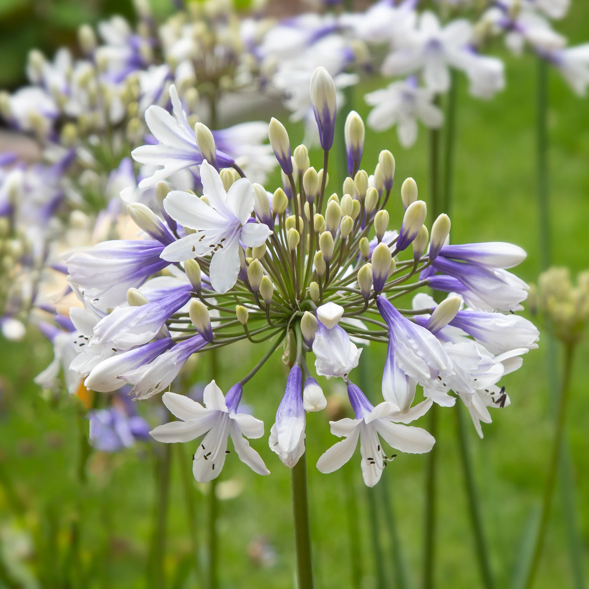 Afrikaanse lelie 'Queen mum' - Image 3