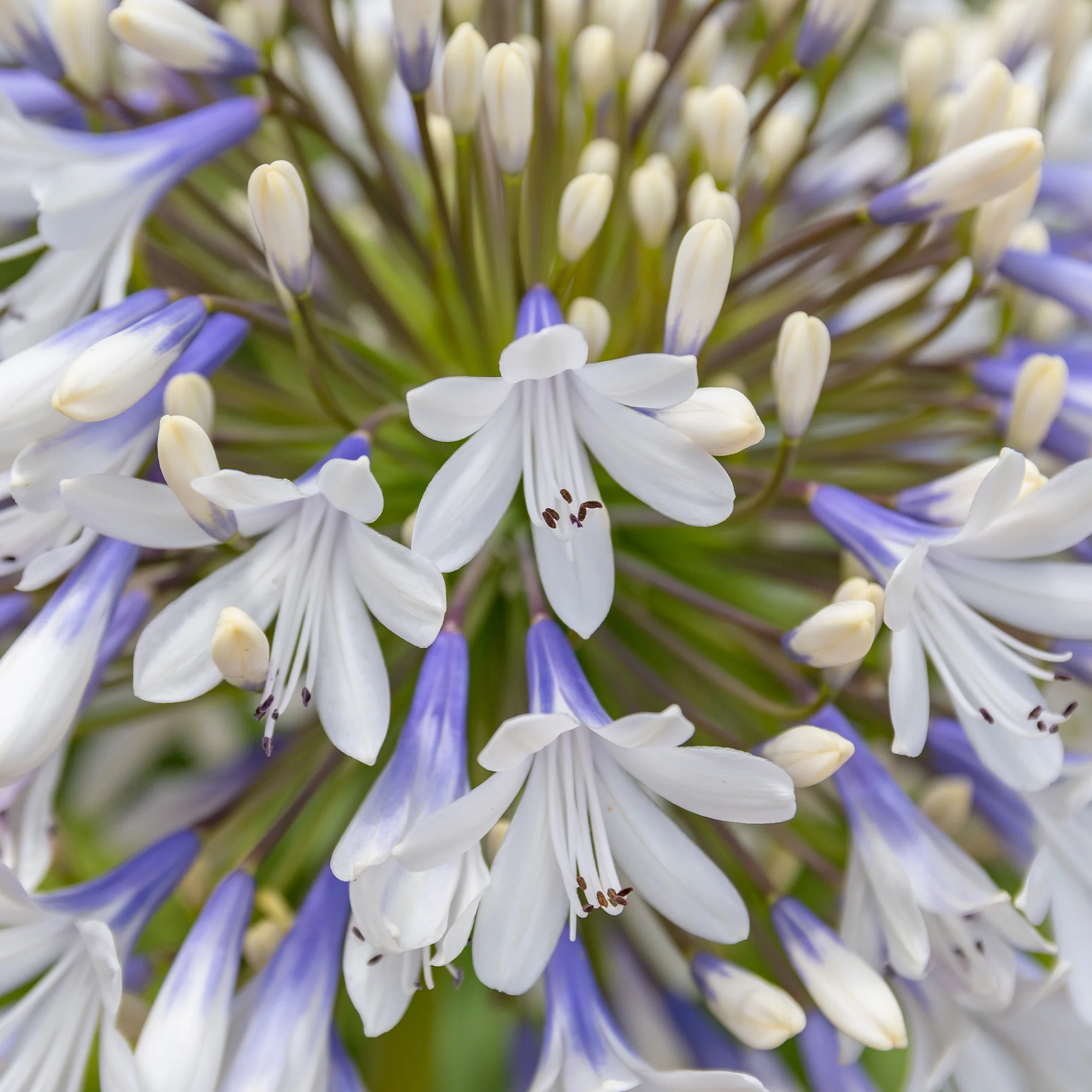 Afrikaanse lelie 'Queen mum' - Image 4
