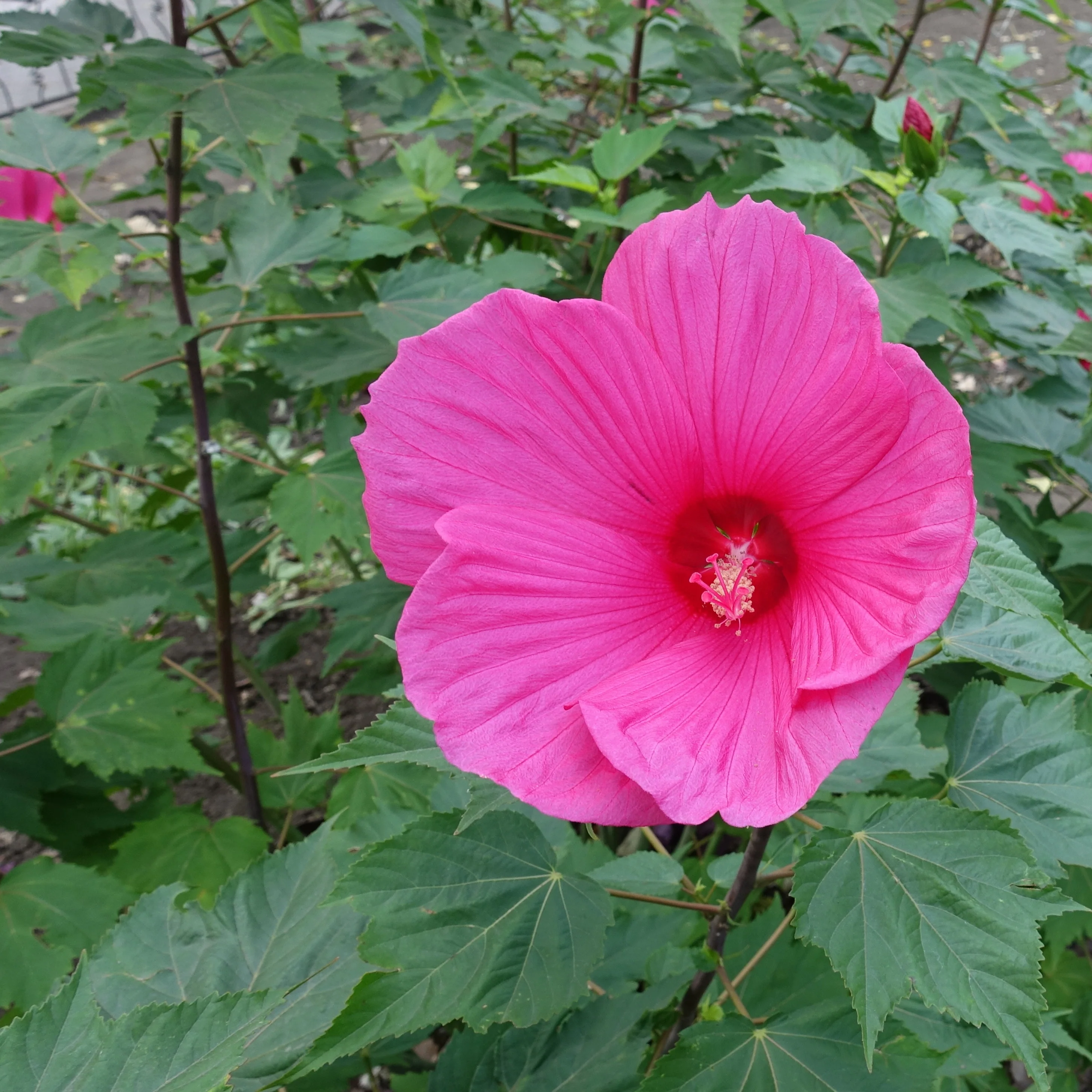Grootbloemige altheastruik 'Extreme Magenta'® - Image 2