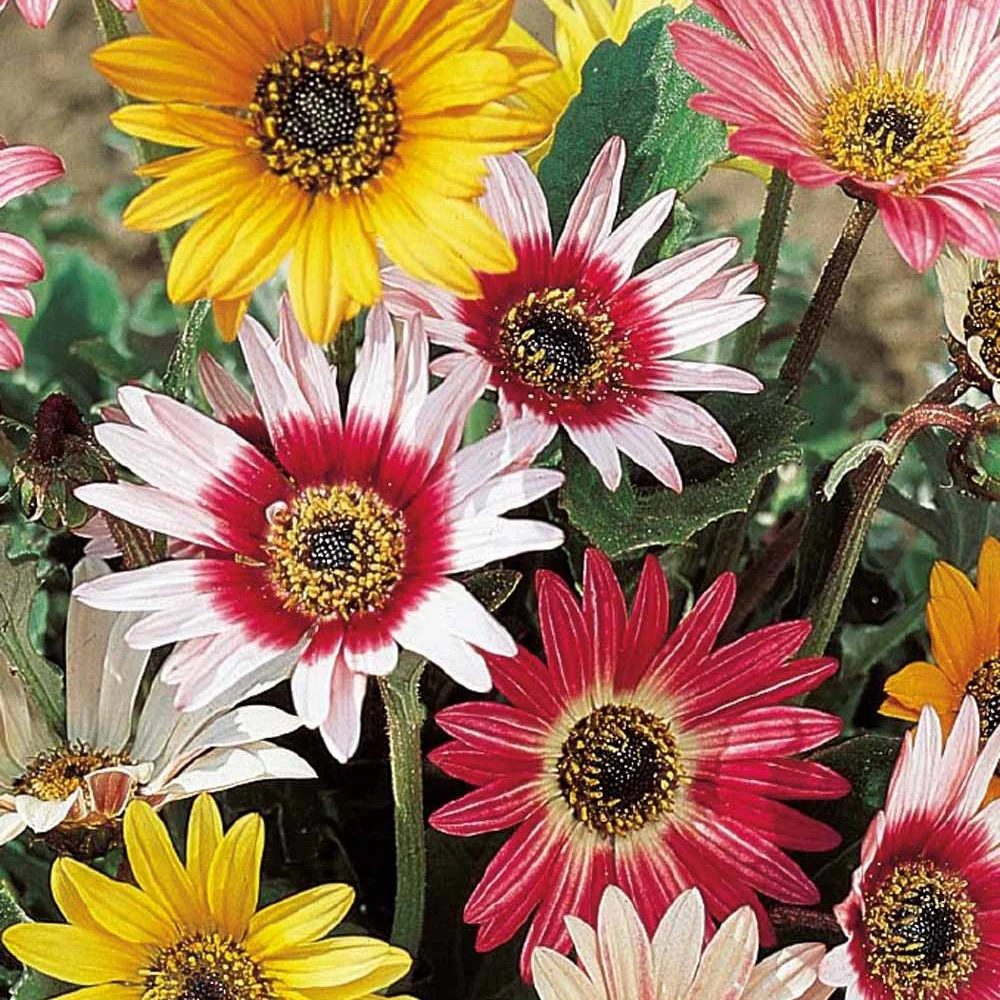 Grootbloemige Arctotis Mix 'Harlequin'