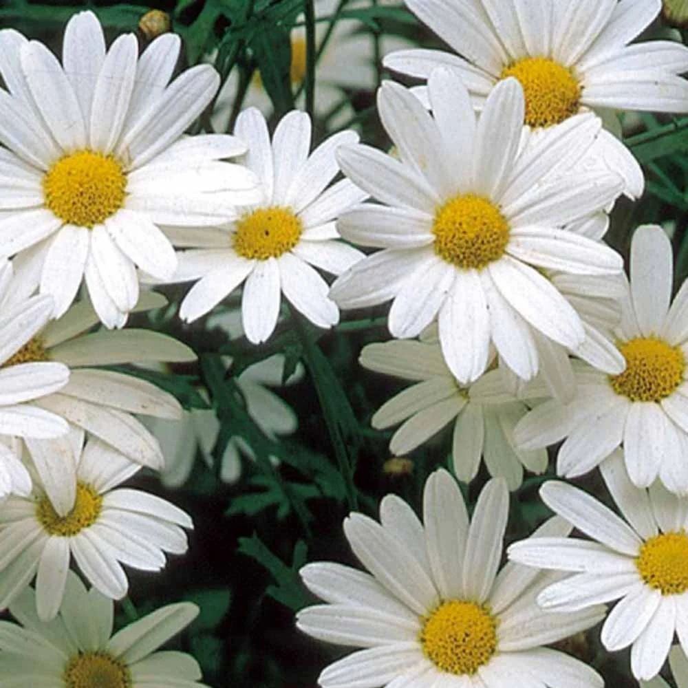 Grootbloemige chrysant 'Alaska'