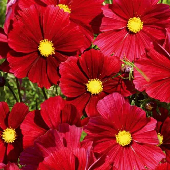 Grootbloemige cosmea