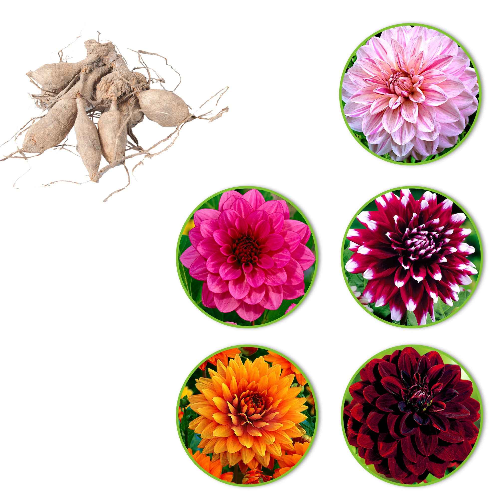 Grootbloemige dahlia - Mix (x5) - Image 3