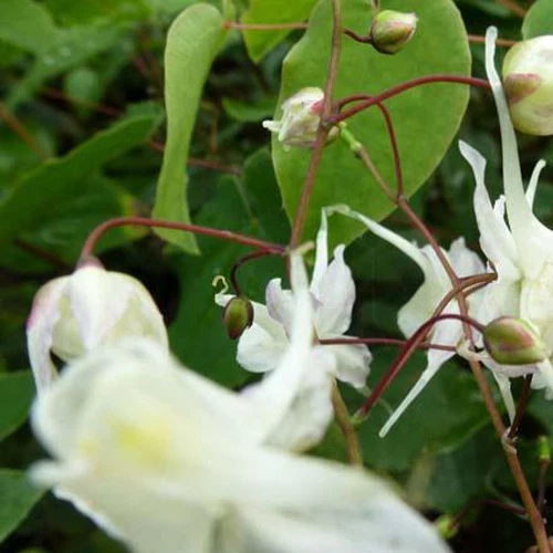 Grootbloemige elfenbloemen