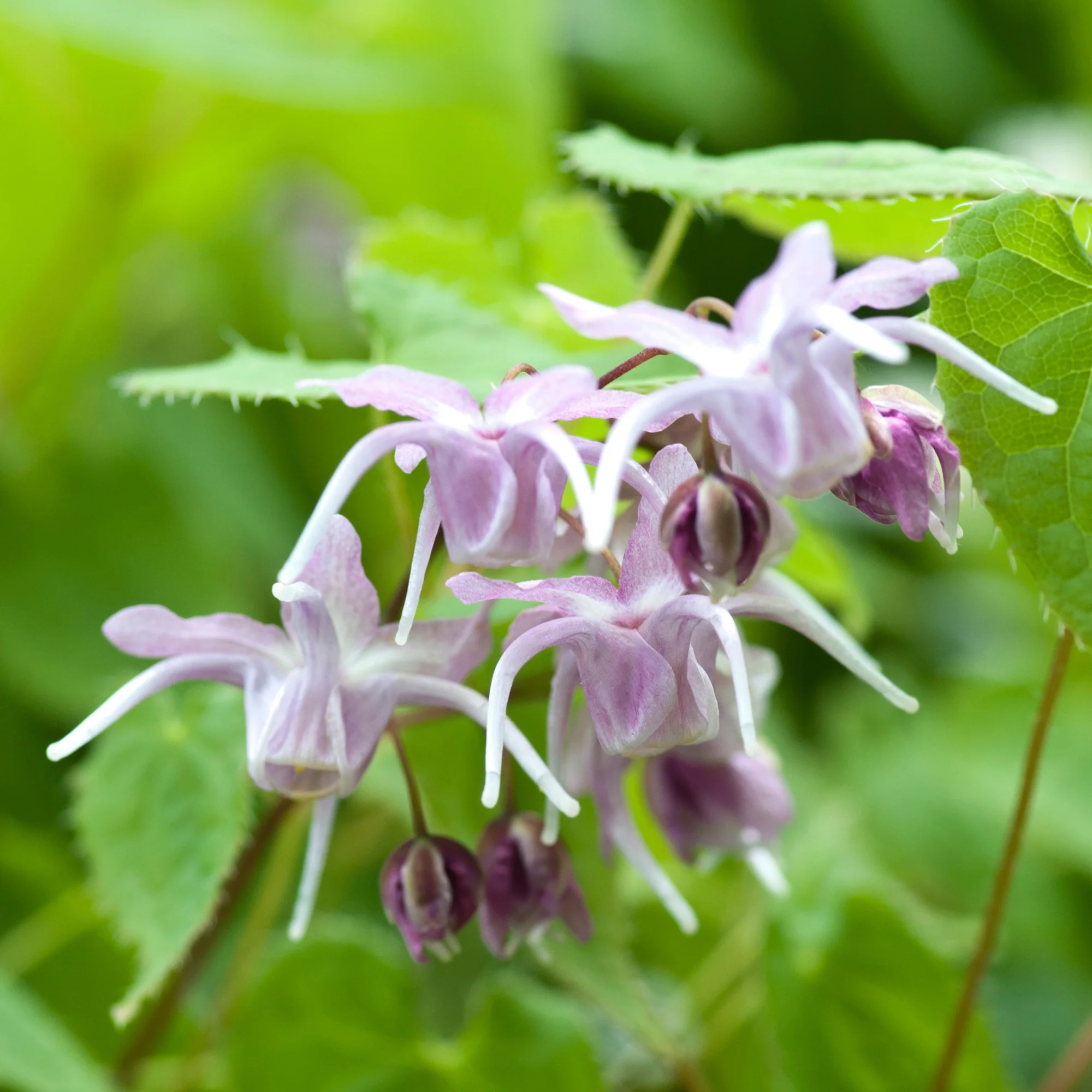 Grootbloemige elfenbloemen - Image 2