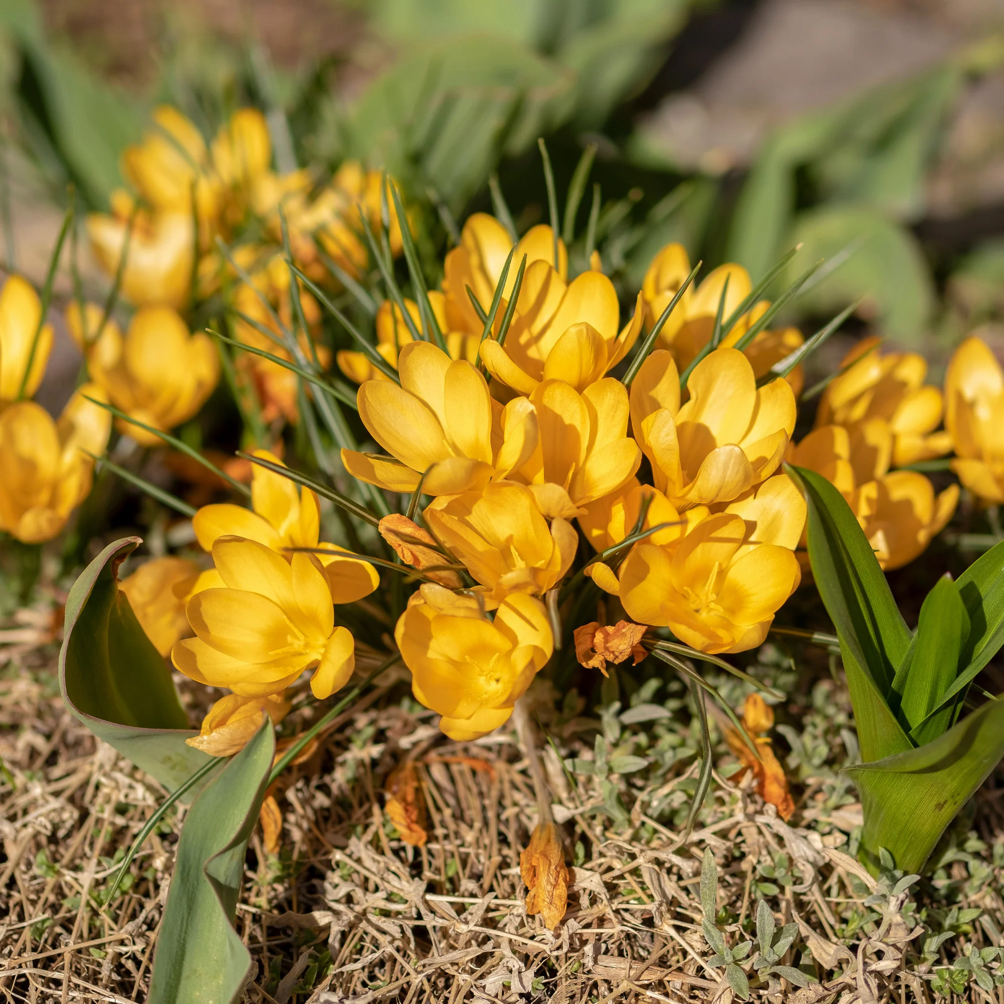 Grootbloemige Gele Krokussen (x15)