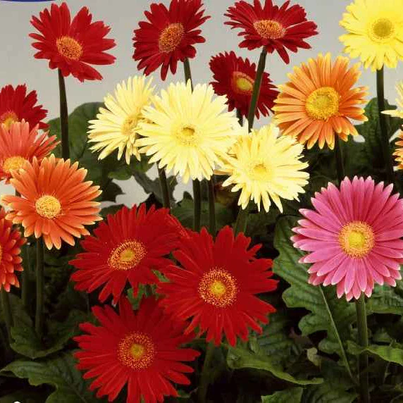 Grootbloemige gerbera Mix 'Australian Giants'