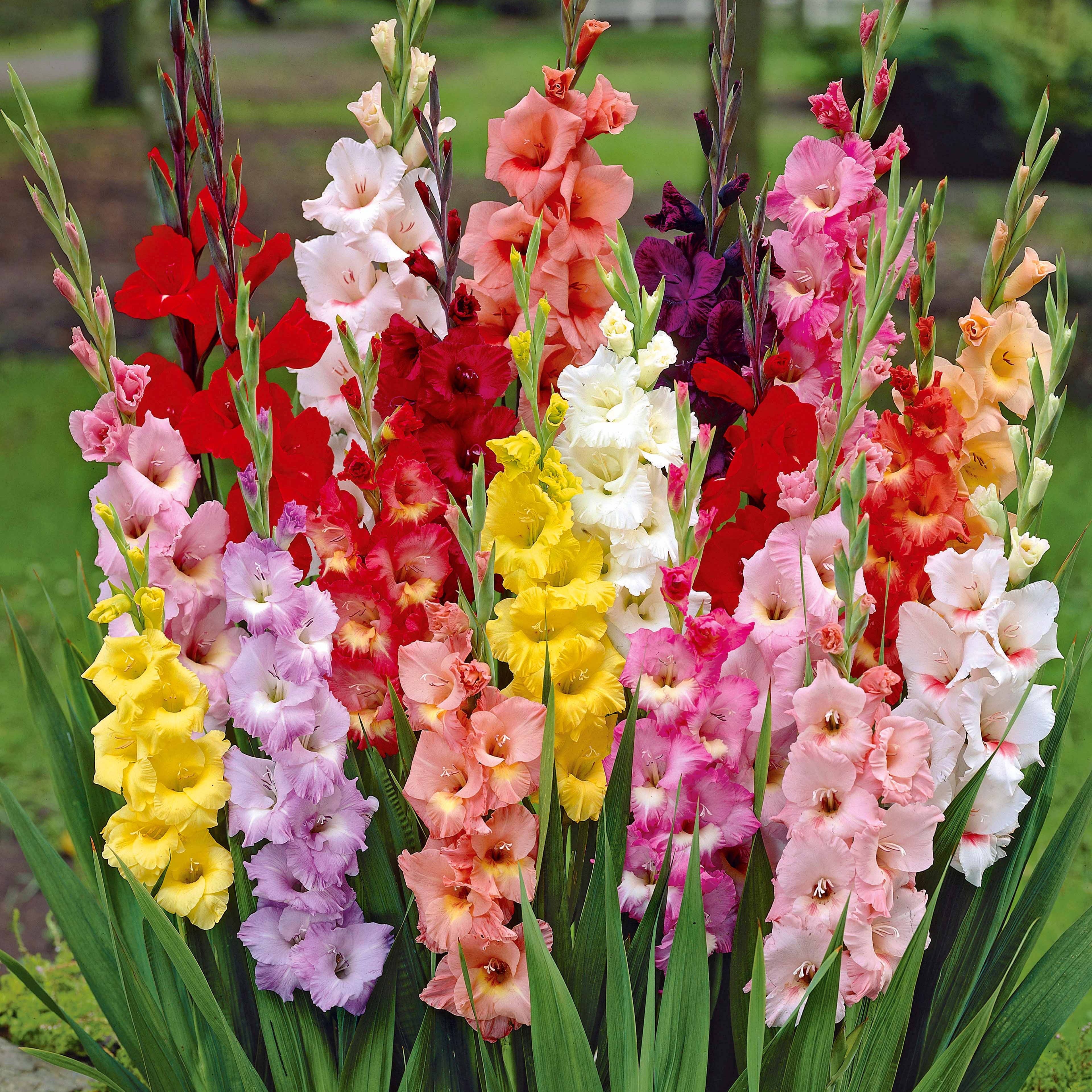Grootbloemige gladiool Mix 'Pride' - Image 3