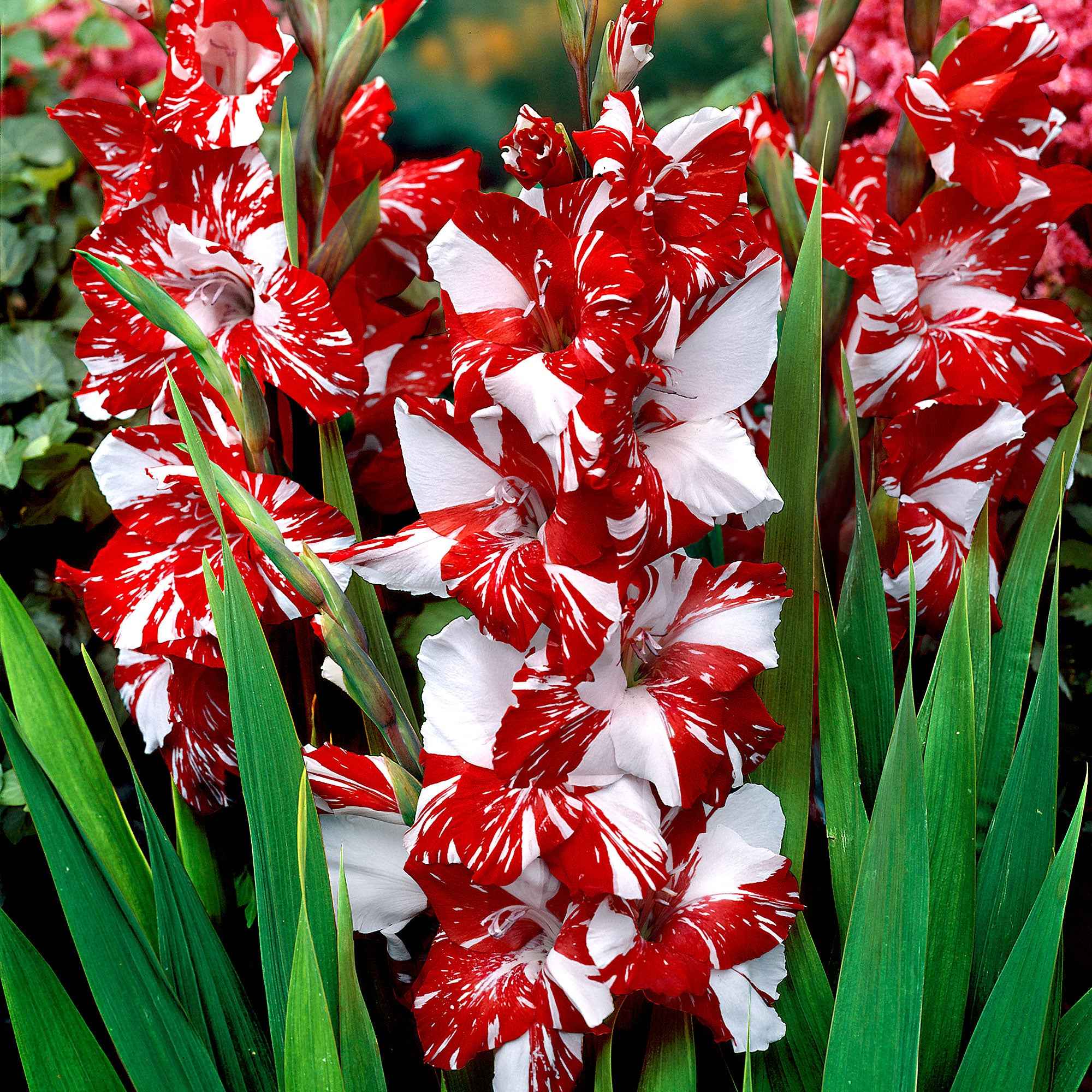 Miniatuur 1